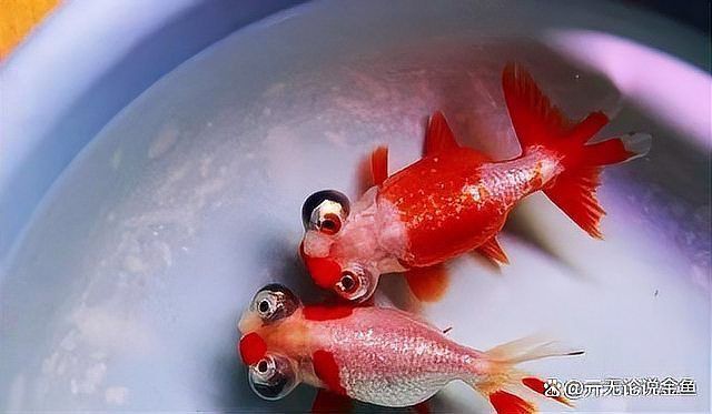 金魚突然漲肚子炸鱗