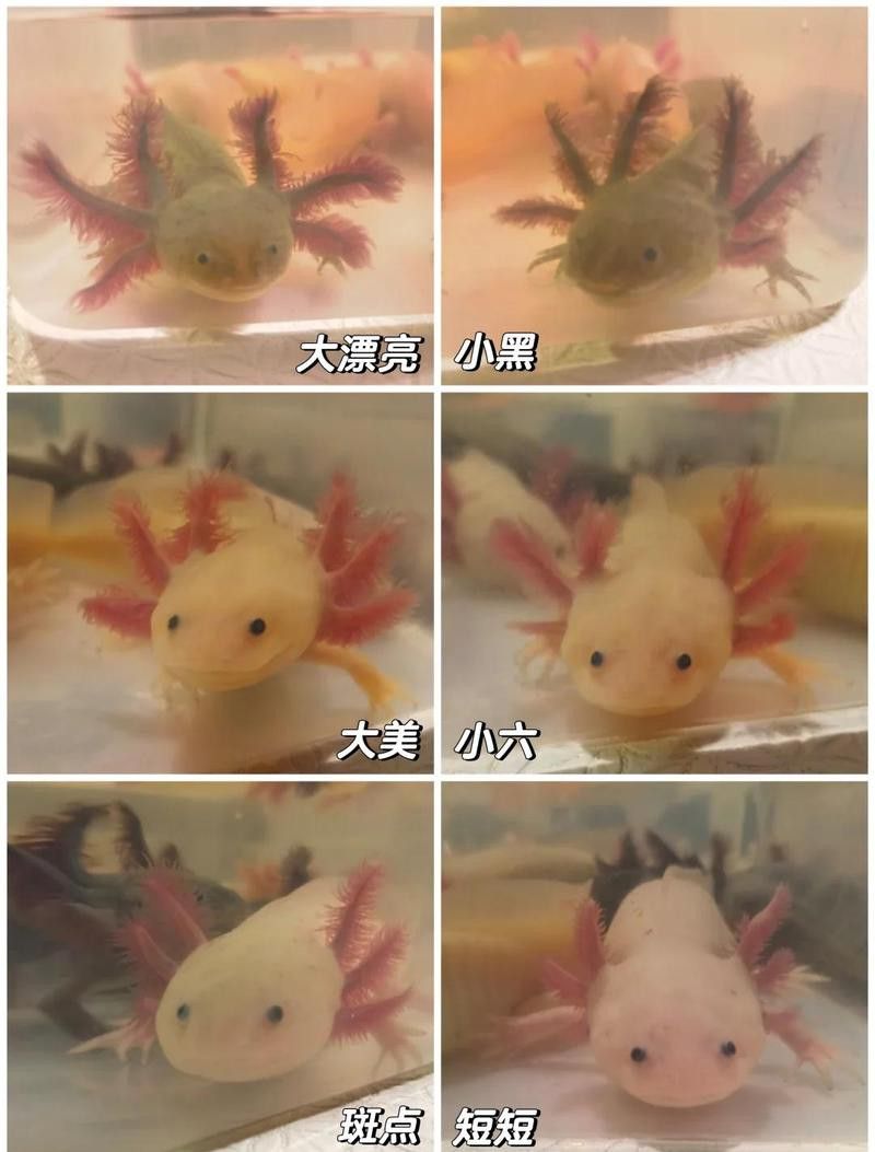 恐龍魚喂食時間多久