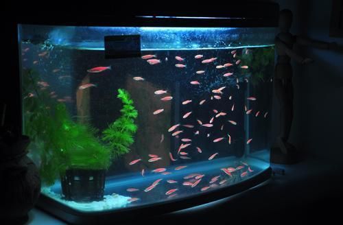 龍魚用什么燈照比較好看：龍魚燈光選擇合適的燈光對龍魚的健康和外觀有著重要影響