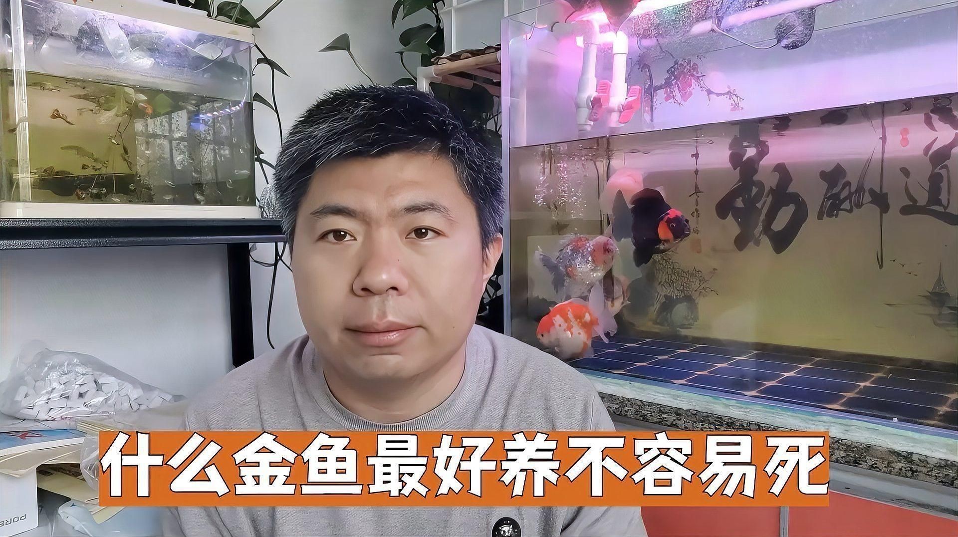 哪個品種的金魚好養