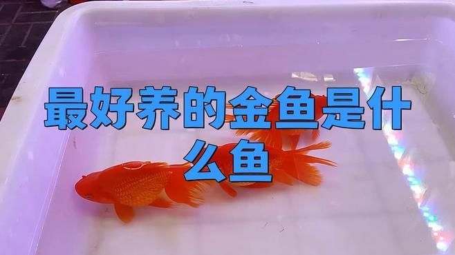 哪個品種的金魚好養