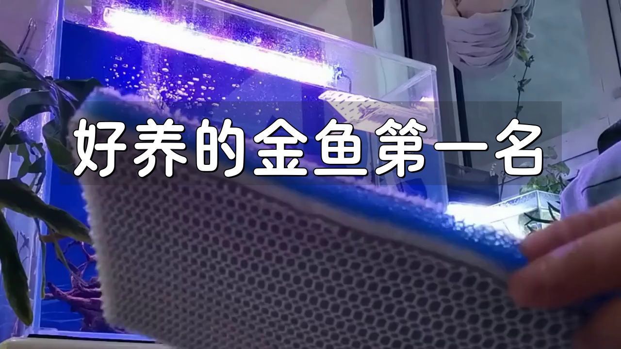 哪個品種的金魚好養