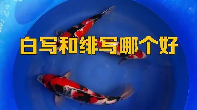 錦鯉白寫和緋寫哪個(gè)好看