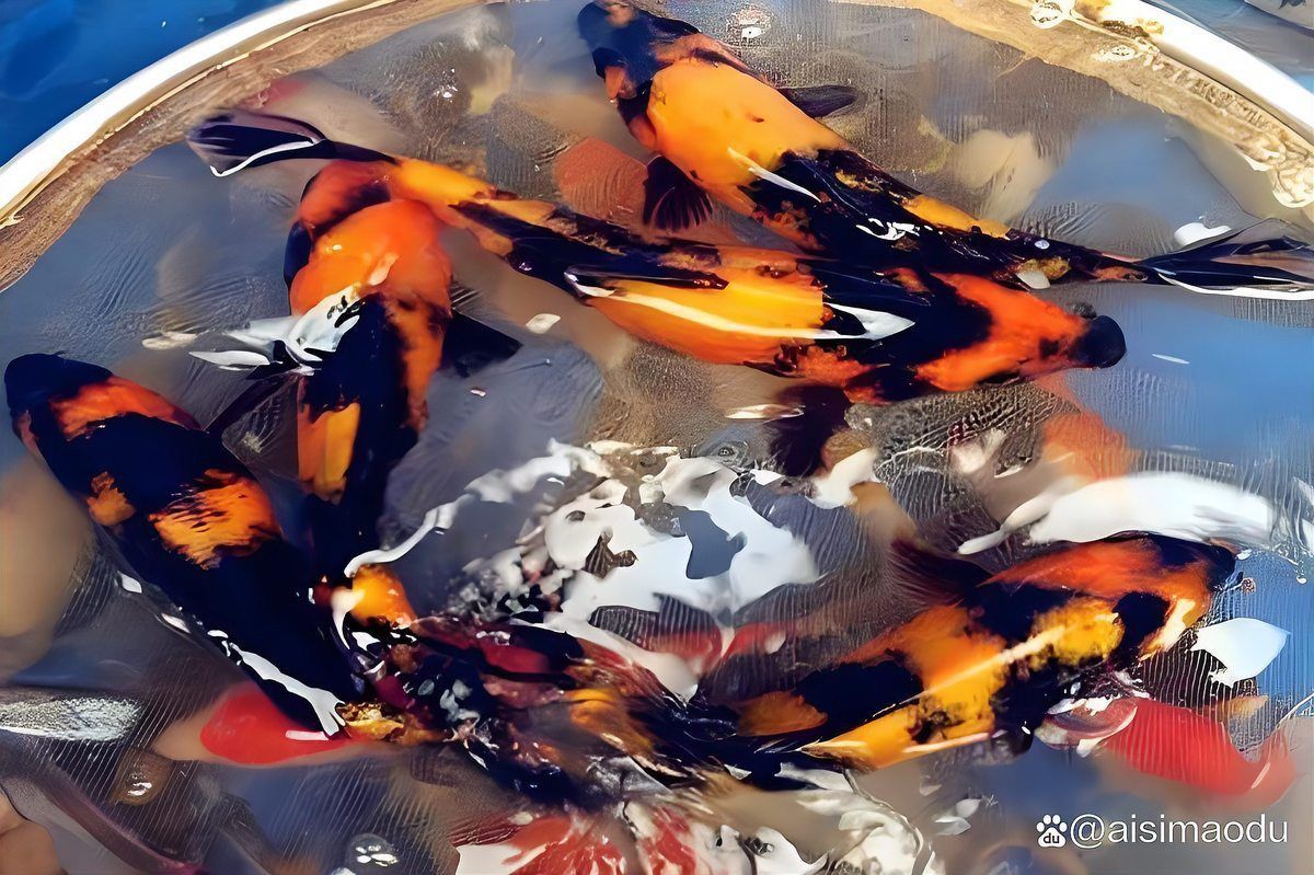 錦鯉白寫和緋寫哪個(gè)好看