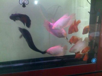 一米二的魚缸養(yǎng)幾條魚鸚鵡魚招財魚龍魚：1米2的魚缸適合養(yǎng)多少條魚？