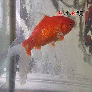 龍魚長期吃小金魚：小金魚可以作為龍魚的食物之一但不建議長期將其作為主要食物