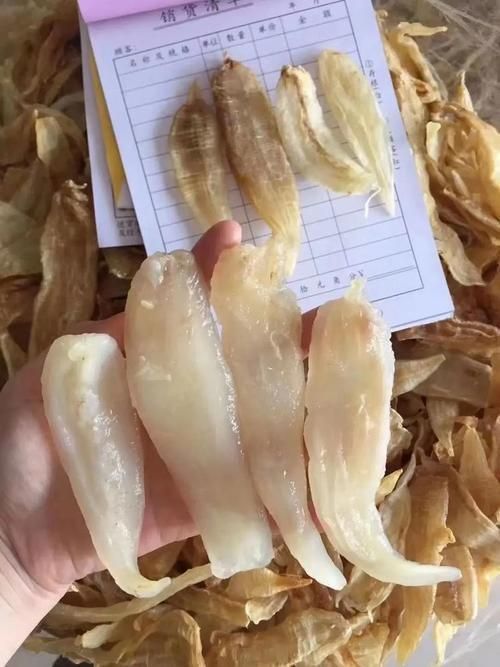 小金龍魚膠圖片