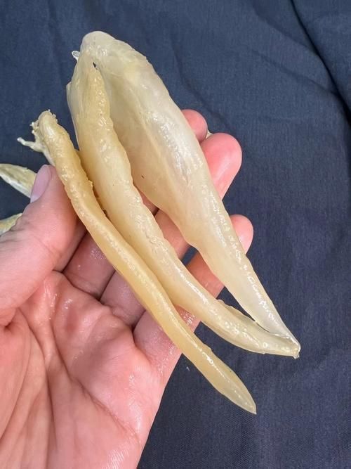 小金龍魚膠圖片