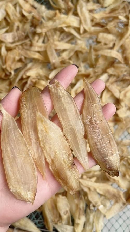 小金龍魚膠圖片