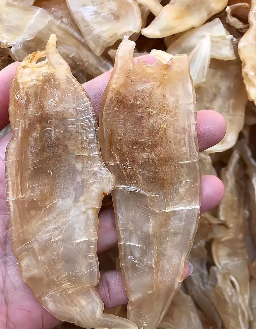 小金龍魚膠圖片
