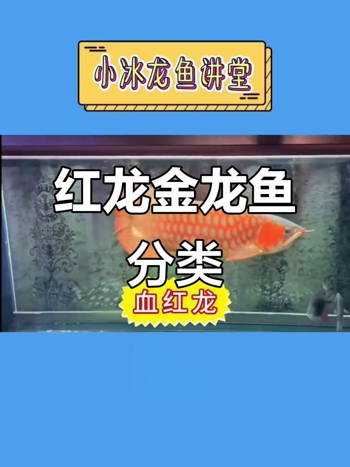 如何辨別紅龍魚的品種？