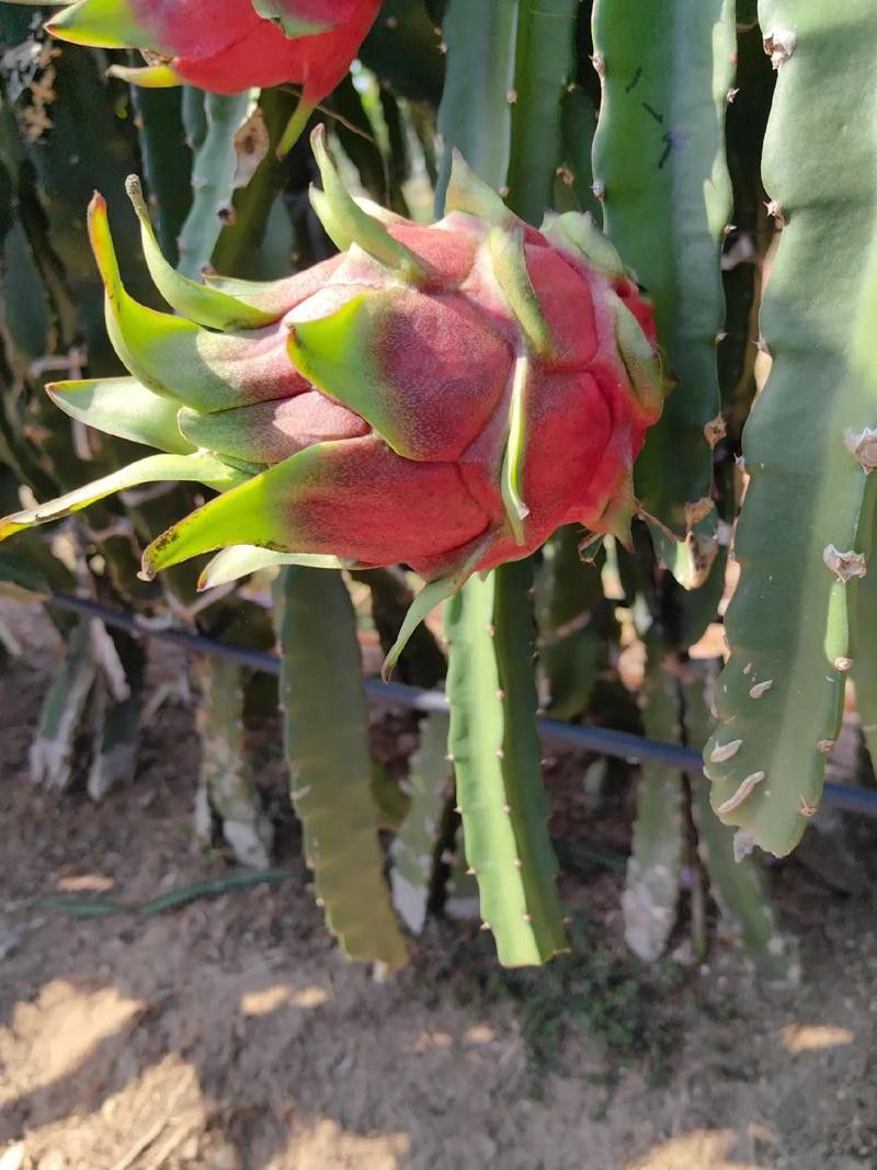 紅龍果和澳龍哪個(gè)更常見？