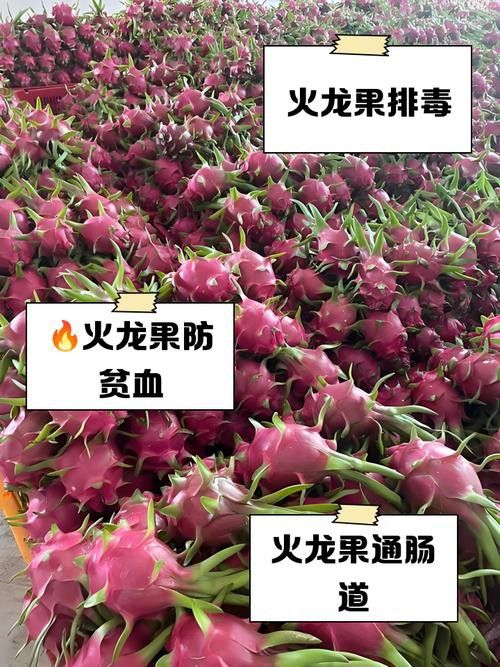 紅龍果和澳龍哪個(gè)更常見？