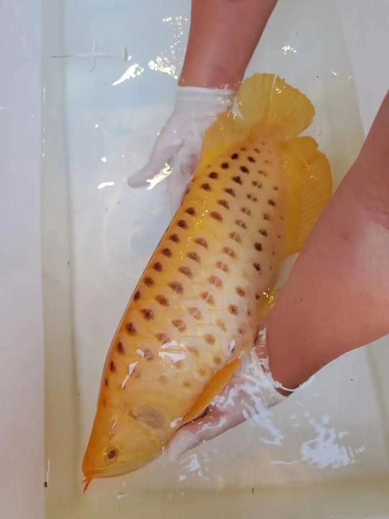 紅龍魚如何挑選品種圖解大全