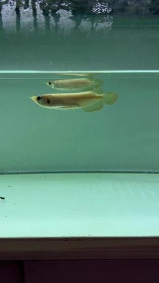 紅龍魚如何挑選品種圖解大全