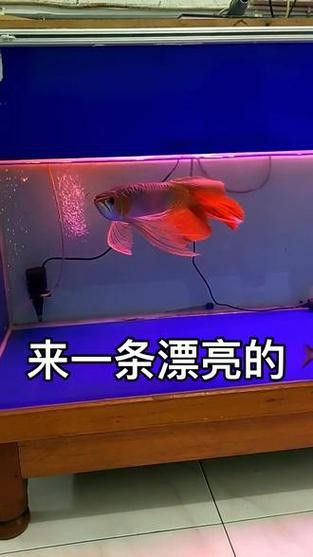 紅龍魚如何挑選品種圖解大全