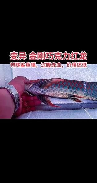 紅龍魚如何挑選品種圖解大全