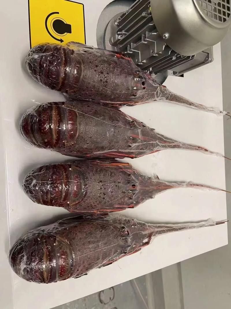 紅龍魚如何挑選品種圖解大全