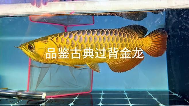 紅龍魚如何挑選品種圖解大全