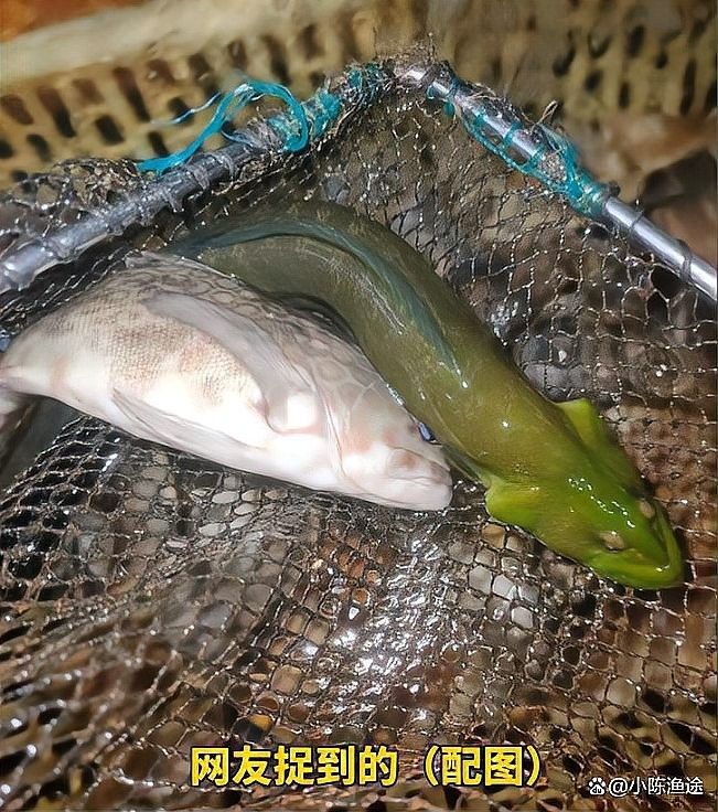 長的像龍魚的小型魚是什么魚類