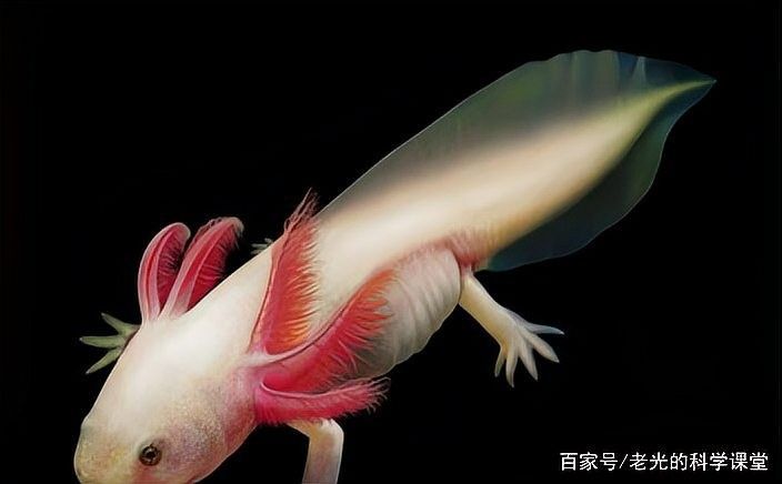 長的像龍魚的小型魚是什么魚類