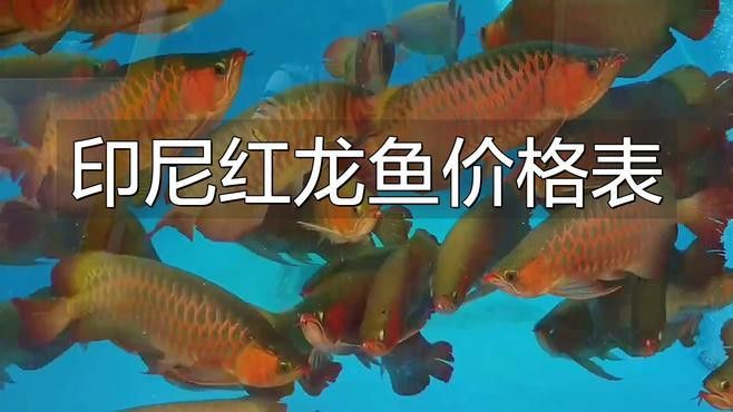 紅色龍魚多少錢一只啊圖片