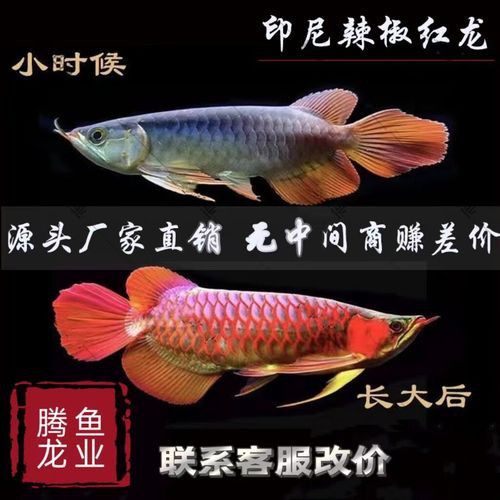 紅色龍魚多少錢一只啊圖片