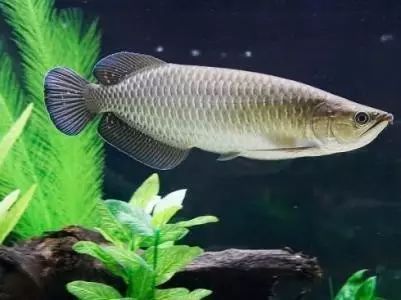 龍魚的體型特征確實(shí)存在一定的遺傳規(guī)律龍魚的體型特征：龍魚的體型是否存在一定的遺傳規(guī)律？