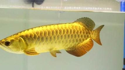 龍魚的體型特征確實(shí)存在一定的遺傳規(guī)律龍魚的體型特征：龍魚的體型是否存在一定的遺傳規(guī)律？