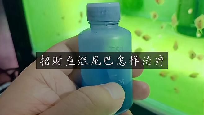 招財(cái)龍魚(yú)生病了應(yīng)該如何治療？