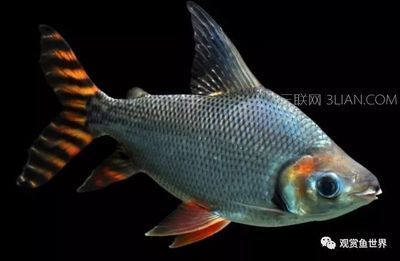飛鳳魚水質(zhì)管理技巧，飛鳳魚有效的水質(zhì)管理技巧以確保飛鳳魚的健康生活