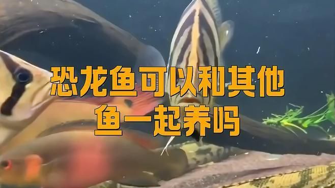 恐龍魚能和什么魚混養