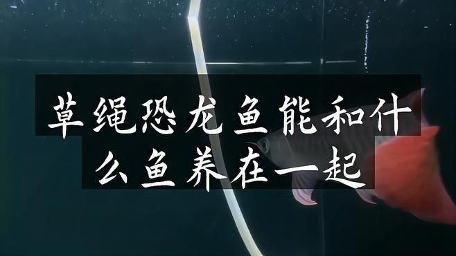 恐龍魚能和什么魚混養