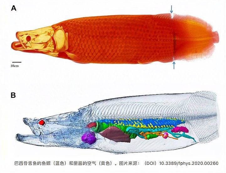 食人魚和龍魚誰厲害一點
