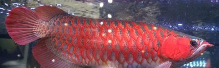 食人魚和龍魚誰厲害一點