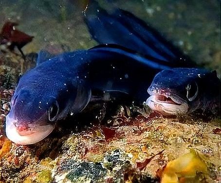 食人魚和龍魚誰厲害一點