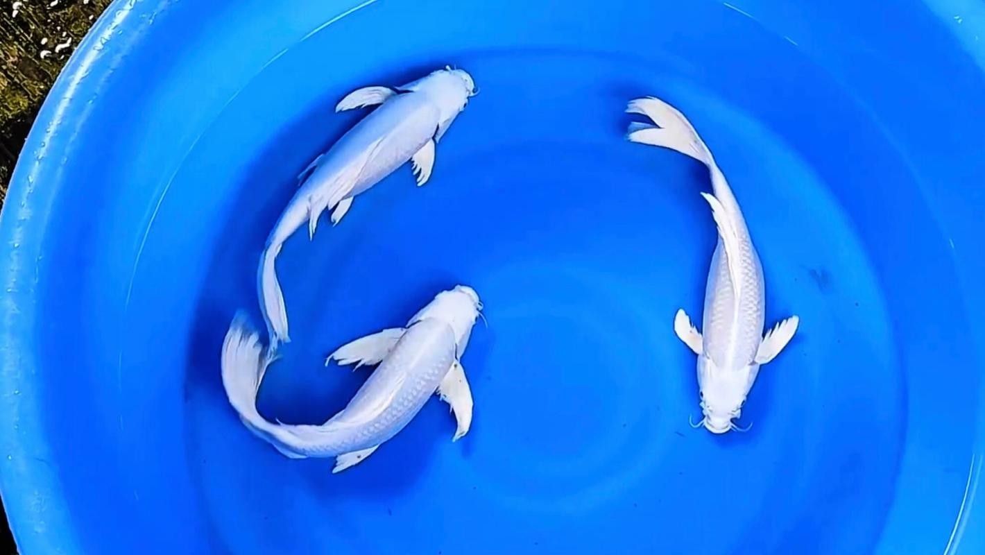 龍魚蝴蝶鯉混養視頻大全圖片
