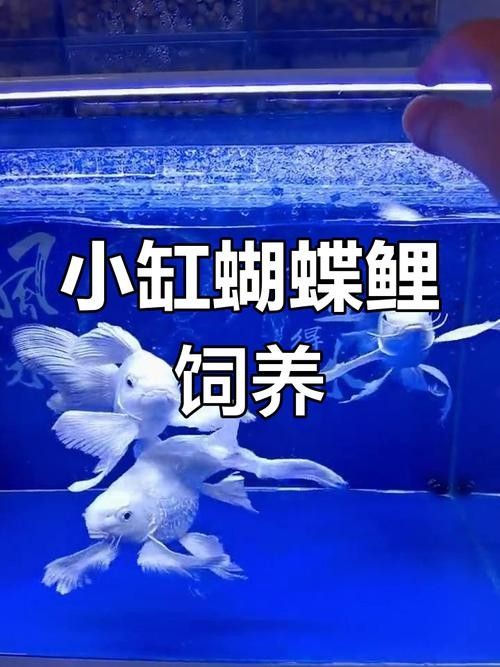 龍魚蝴蝶鯉混養視頻大全圖片