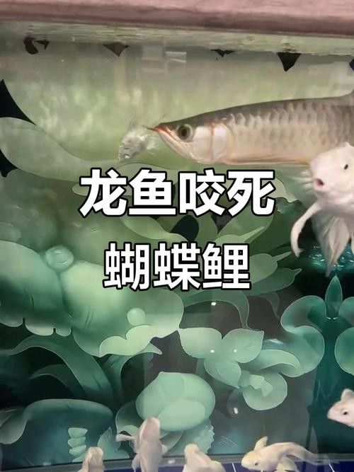 龍魚蝴蝶鯉混養視頻大全圖片
