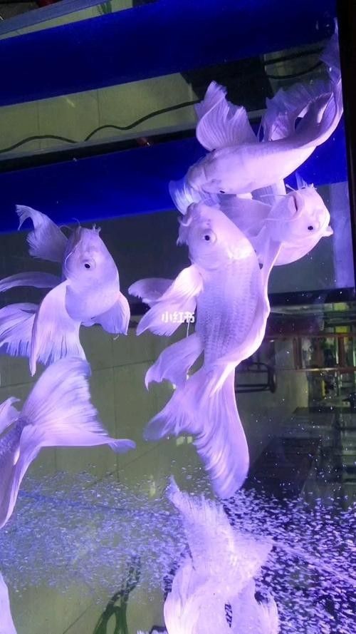 龍魚蝴蝶鯉混養視頻大全圖片