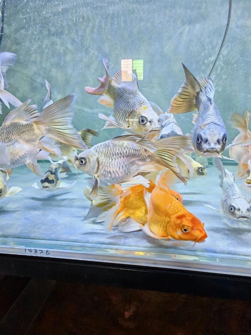 龍魚蝴蝶鯉混養視頻大全圖片