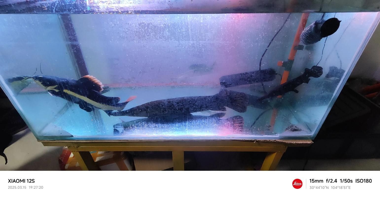 龍魚蝴蝶鯉混養視頻大全圖片