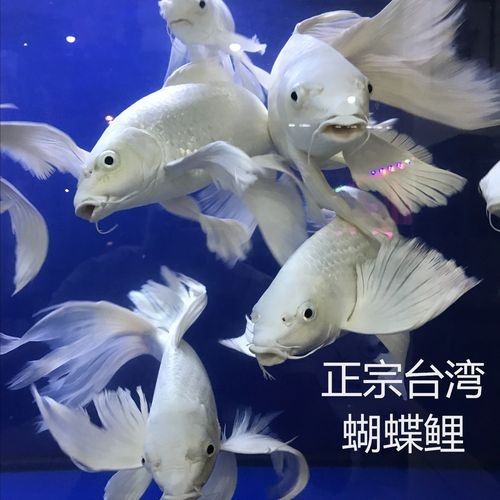 龍魚蝴蝶鯉混養視頻大全圖片