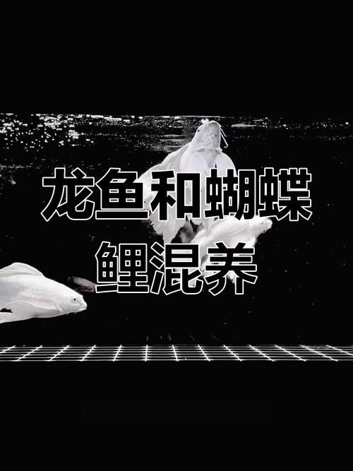 龍魚蝴蝶鯉混養視頻大全圖片