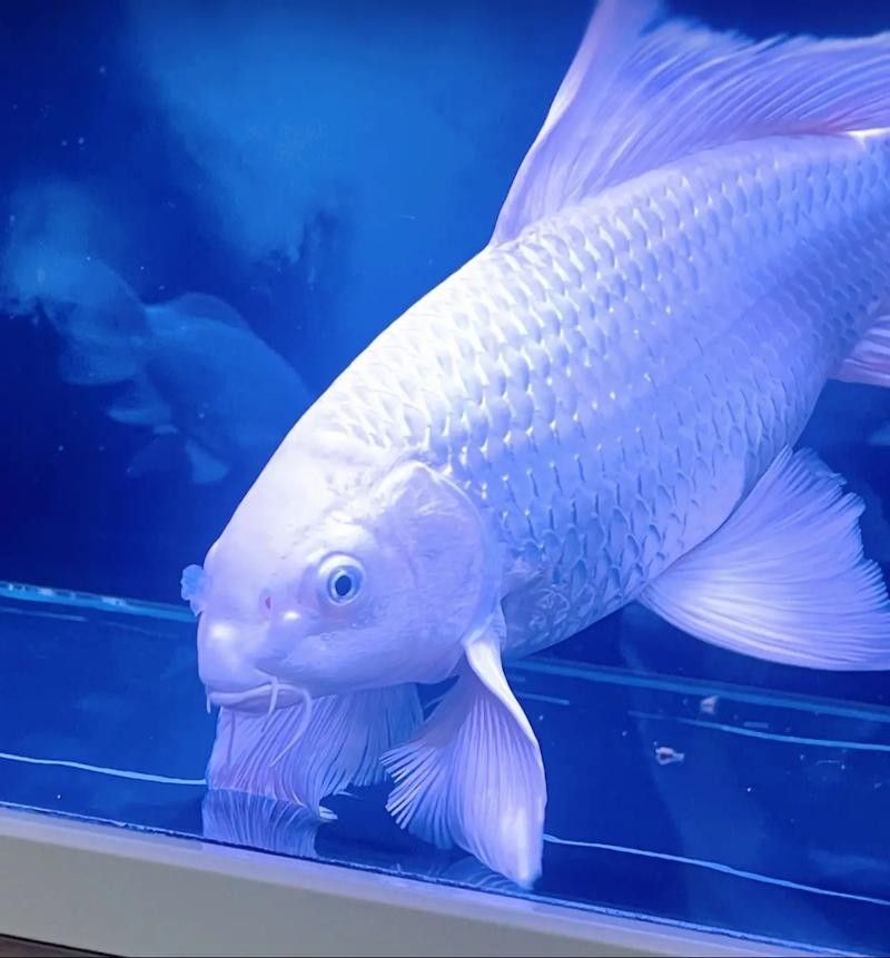 龍魚蝴蝶鯉混養視頻大全圖片