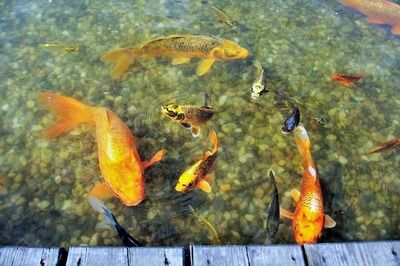 最漂亮的龍魚排名榜，新加坡國際魚展中最漂亮的龍魚排名榜最漂亮的龍魚排名