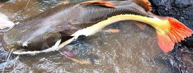 最漂亮的龍魚排名榜，新加坡國際魚展中最漂亮的龍魚排名榜最漂亮的龍魚排名