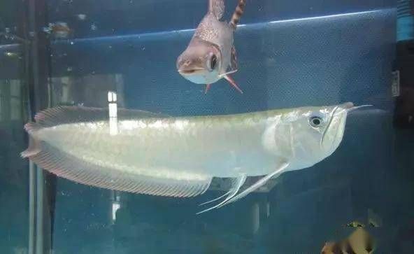 最漂亮的龍魚排名榜，新加坡國際魚展中最漂亮的龍魚排名榜最漂亮的龍魚排名