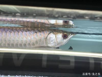 龍魚過背啥意思啊：關于龍魚過背的詳細解釋