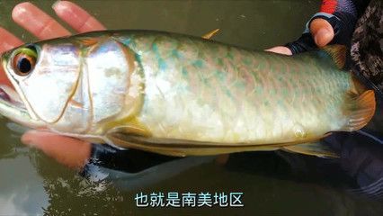 號半紅龍的最佳飼養(yǎng)環(huán)境